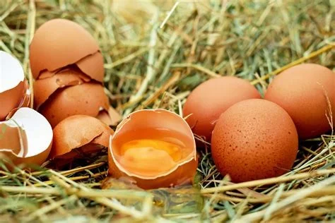 Les oeufs